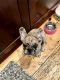 French Bulldog Puppies for sale in Burnsville, MN, USA. price: $2,000