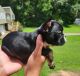 French Bulldog Puppies for sale in Stone Mountain, GA, USA. price: $3,500
