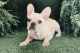 French Bulldog Puppies for sale in Mayo, FL 32066, USA. price: NA
