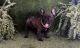 French Bulldog Puppies for sale in Mayo, FL 32066, USA. price: NA