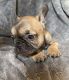 French Bulldog Puppies for sale in Penn Valley, CA 95946, USA. price: NA