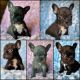 French Bulldog Puppies for sale in Pensacola, FL, USA. price: $4,500