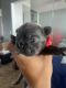 French Bulldog Puppies for sale in Chino Hills, CA, USA. price: $5,500