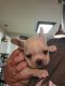 French Bulldog Puppies for sale in Willis, TX, USA. price: $3,000