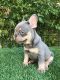 French Bulldog Puppies for sale in Newman, CA 95360, USA. price: $3,500