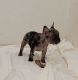 French Bulldog Puppies for sale in Robinson, TX, USA. price: NA