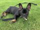 French Bulldog Puppies for sale in Canoga Park, CA 91303, USA. price: NA