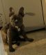 French Bulldog Puppies for sale in Gulfport, MS, USA. price: NA