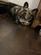French Bulldog Puppies for sale in Pittsburgh, PA, USA. price: $5,000