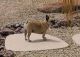 French Bulldog Puppies for sale in AZ-51, Phoenix, AZ, USA. price: NA