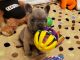 French Bulldog Puppies for sale in Mesquite, TX, USA. price: $5,000