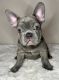 French Bulldog Puppies for sale in Wellington, FL, USA. price: $2,000