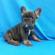 French Bulldog Puppies for sale in New York New York Casino, Las Vegas, NV 89109, USA. price: NA