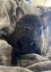 French Bulldog Puppies for sale in Penn Valley, CA 95946, USA. price: NA