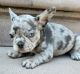 French Bulldog Puppies for sale in Jersey City, NJ, USA. price: $5,500