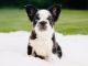 French Bulldog Puppies for sale in WA-18, Federal Way, WA, USA. price: NA