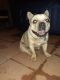 French Bulldog Puppies for sale in Nicholasville, KY 40356, USA. price: $1,500