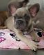 French Bulldog Puppies for sale in Tracy, CA, USA. price: $2,250