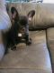 French Bulldog Puppies for sale in Peoria, AZ, USA. price: $2,500