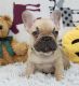 French Bulldog Puppies for sale in Belleview, FL, USA. price: $2,500