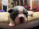 French Bulldog Puppies for sale in Chicopee, MA, USA. price: $4,500