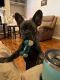 French Bulldog Puppies for sale in Bryan, TX, USA. price: NA