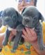 French Bulldog Puppies for sale in Virgilina, VA 24598, USA. price: NA