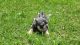 French Bulldog Puppies for sale in SANTA RSA BCH, FL 32459, USA. price: NA