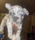 French Bulldog Puppies for sale in New Haven, CT, USA. price: $5,000