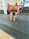 French Bulldog Puppies for sale in Dunwoody, GA 30338, USA. price: NA