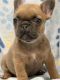 French Bulldog Puppies for sale in Broken Arrow, OK, USA. price: $2,000