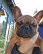 French Bulldog Puppies for sale in Bend, OR 97702, USA. price: NA