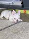 French Bulldog Puppies for sale in Glendale, AZ, USA. price: $5,500