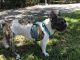 French Bulldog Puppies for sale in Homestead, FL, USA. price: $5,000