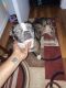French Bulldog Puppies for sale in Stamford, CT, USA. price: $1,500