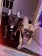 French Bulldog Puppies for sale in Kennesaw, GA, USA. price: NA