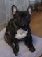 French Bulldog Puppies for sale in TEMPLE TERR, FL 33637, USA. price: NA