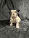 French Bulldog Puppies for sale in Miami Lakes, FL, USA. price: $1,600
