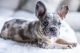 French Bulldog Puppies for sale in Sarasota, FL, USA. price: $3,000