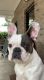French Bulldog Puppies for sale in Bowling Green, KY, USA. price: $3,500