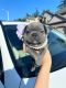 French Bulldog Puppies for sale in Clackamas, OR, USA. price: NA