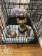 French Bulldog Puppies for sale in Dutchess County, NY, USA. price: $6,500