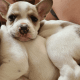 French Bulldog Puppies for sale in Payson, UT, USA. price: $1,600