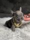 French Bulldog Puppies for sale in Palmdale, CA, USA. price: $3,000