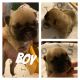 French Bulldog Puppies for sale in Devore Heights, CA 92407, USA. price: NA