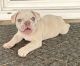 French Bulldog Puppies for sale in Beaumont, CA, USA. price: $8