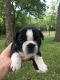 French Bulldog Puppies for sale in Altoona, KS 66710, USA. price: NA