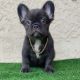 French Bulldog Puppies for sale in Torrance, CA, USA. price: NA