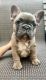 French Bulldog Puppies for sale in Clinton, MA, USA. price: NA