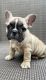 French Bulldog Puppies for sale in Clinton, MA, USA. price: $5,000